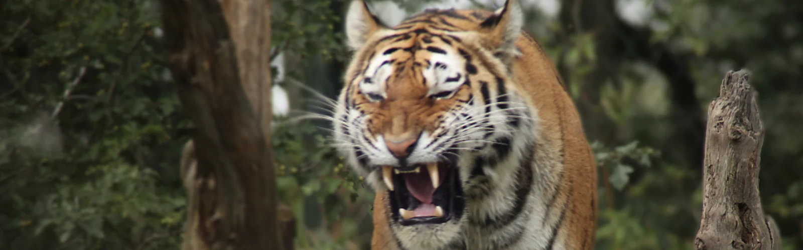 Ein brüllender Tiger steht in einem dunklen Wald.