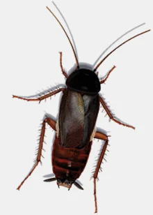 Von Wolfram Schäfers digital illustrierte, fotorealistische Schabe, für die Darstellung auf einer Internetseite der Firma APEX Schädlingsbekämpfung über Schaben und deren Bekämpfung. | konzeptdesignkunst - wolfram schäfers Von Wolfram Schäfers digital illustrierte, fotorealistische Schabe, für die Darstellung auf einer Internetseite der Firma APEX Schädlingsbekämpfung über Schaben und deren Bekämpfung. | konzeptdesignkunst - wolfram schäfers