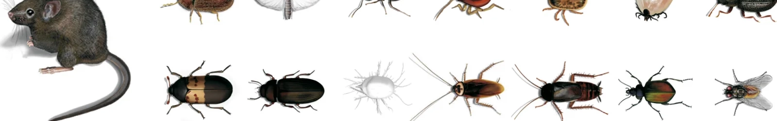 Bild eines Galerieausschnitts von digital und fotorealistisch illustrierten Insekten und Nagetieren durch Wolfram Schäfers. | konzeptdesignkunst Bild eines Galerieausschnitts von digital und fotorealistisch illustrierten Insekten und Nagetieren durch Wolfram Schäfers. | konzeptdesignkunst