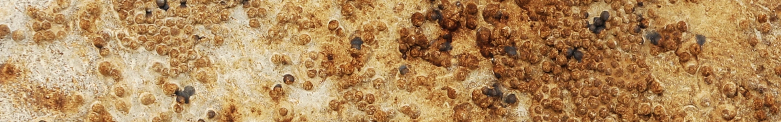 Ausschnitt eines braunfarbigen Bildes, auf dem Ansammlungen von kleinen, teilweise verrosteten Kügelchen zu sehen sind. | konzeptdesignkunst Ausschnitt eines braunfarbigen Bildes, auf dem Ansammlungen von kleinen, teilweise verrosteten Kügelchen zu sehen sind. | konzeptdesignkunst