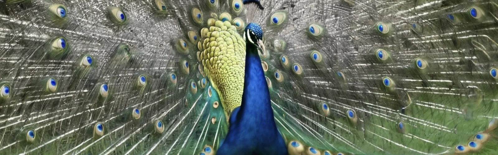 Bild eines Pfaus der ein Rad schlägt, als Symbol für die Auffälligkeitswirkung von Werbung. | konzeptdesignkunst Bild eines Pfaus der ein Rad schlägt, als Symbol für die Auffälligkeitswirkung von Werbung. | konzeptdesignkunst